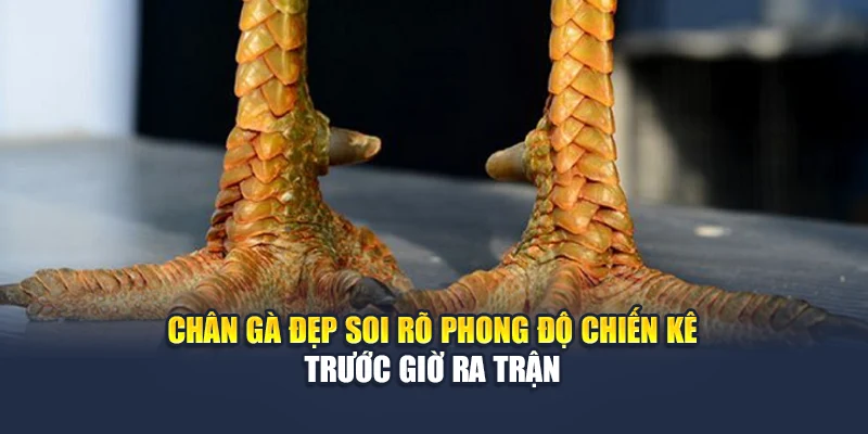 Chân Gà Đẹp Soi Rõ Phong Độ Chiến Kê Trước Giờ Ra Trận