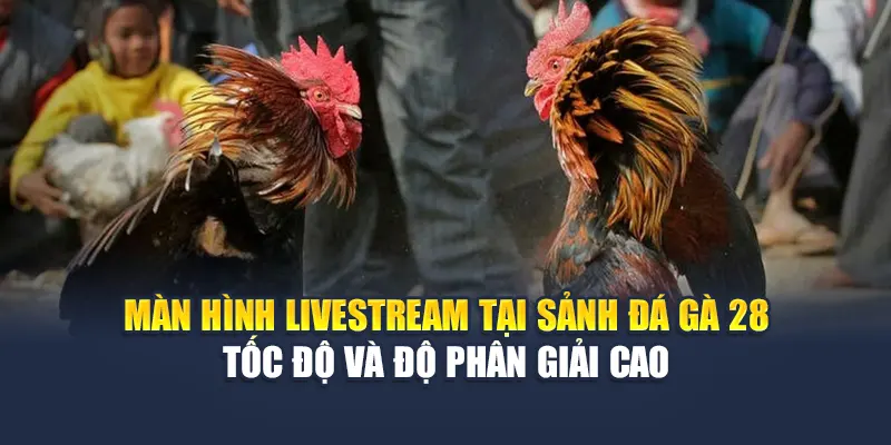 Màn hình livestream tại sảnh đá gà 28 tốc độ và độ phân giải cao