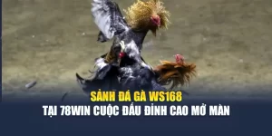 Sảnh Đá Gà WS168 Tại 78WIN Cuộc Đấu Đỉnh Cao Mở Màn