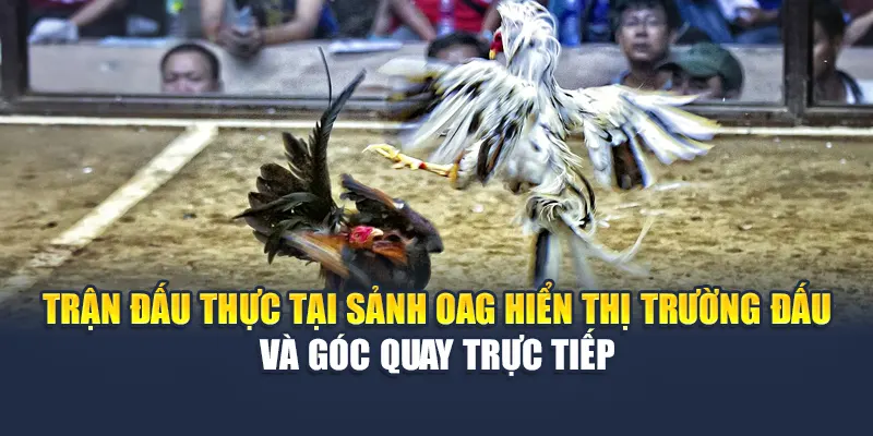 Trải Nghiệm Sảnh Đá Gà OAG Đỉnh Cao Tại Nhà Cái 78WIN 5 Trận đấu thực tại sảnh OAG hiển thị trường đấu và góc quay trực tiếp