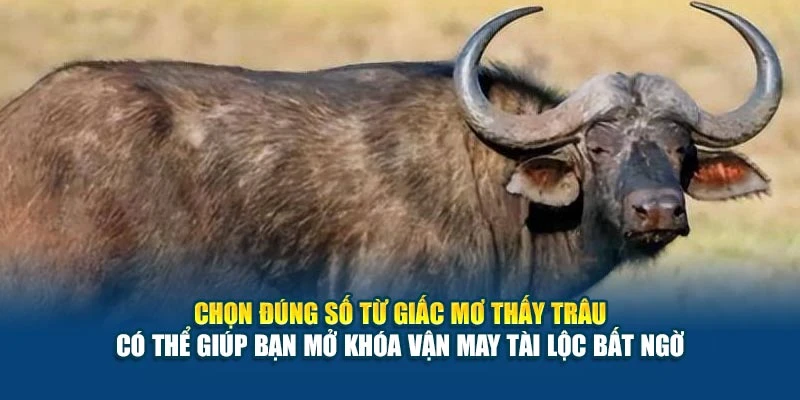 Chọn đúng số từ giấc mơ thấy trâu có thể giúp bạn mở khóa vận may tài lộc bất ngờ