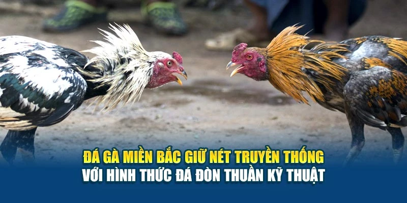 Đá gà miền Bắc giữ nét truyền thống với hình thức đá đòn thuần kỹ thuật
