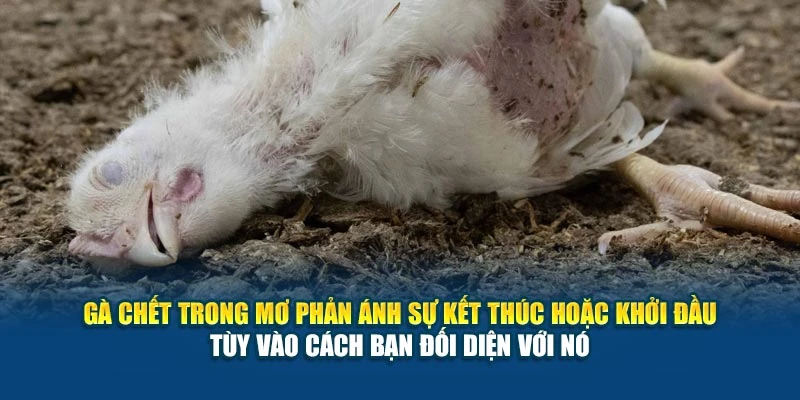 Gà chết trong mơ phản ánh sự kết thúc hoặc khởi đầu – tùy vào cách bạn đối diện với nó