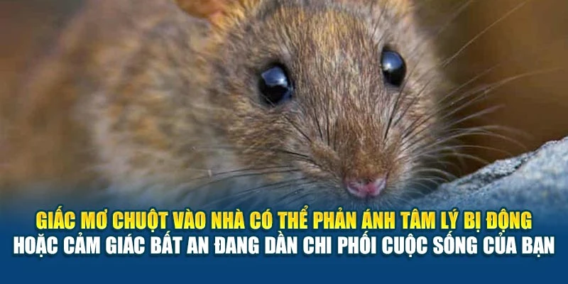 Mơ Thấy Chuột Vào Nhà 78Win Đánh Con Gì? Gợi Ý Chuẩn 5 Giấc mơ chuột vào nhà có thể phản ánh tâm lý bị động hoặc cảm giác bất an đang dần chi phối cuộc sống của bạn