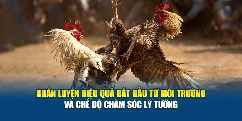 Kỹ Thuật Đá Gà Chọi - Huấn Luyện Đúng Bài Bản Nhất 5 Huấn luyện hiệu quả bắt đầu từ môi trường và chế độ chăm sóc lý tưởng