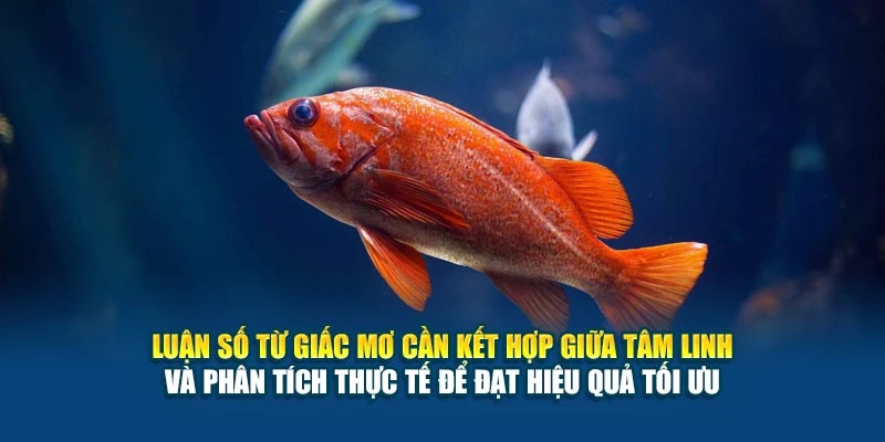 Luận số từ giấc mơ cần kết hợp giữa tâm linh và phân tích thực tế để đạt hiệu quả tối ưu