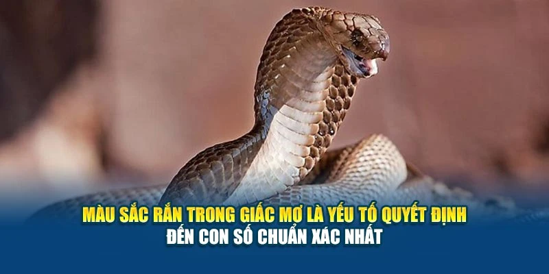 Màu sắc rắn trong giấc mơ là yếu tố quyết định đến con số chuẩn xác nhất