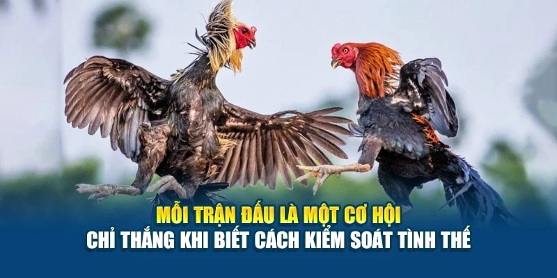 Cách Chơi Đá Gà Cơ Bản - Hướng Dẫn Từ A Đến Z Cho Bạn 7 Mỗi trận đấu là một cơ hội – chỉ thắng khi biết cách kiểm soát tình thế